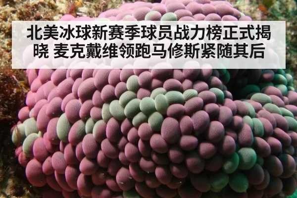 北美冰球新赛季球员战力榜正式揭晓 麦克戴维领跑马修斯紧随其后